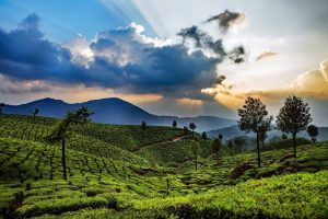 Amazing Munnar Periyar Alleppey