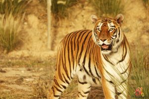 Tiger in Golden Triangle with Ranthambore