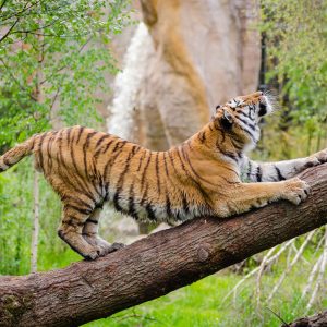 Golden Triangle Tour with Ranthambore