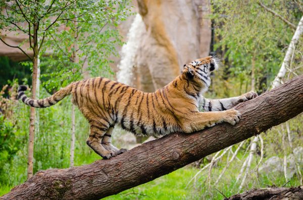 Golden Triangle Tour with Ranthambore